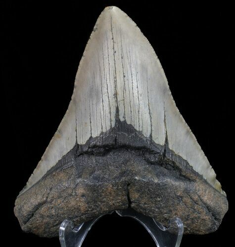 Megalodon Tooth - North Carolina #67298